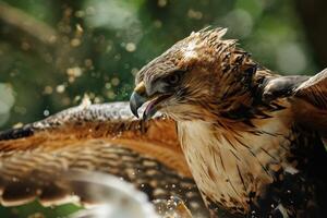 Crested Hawk Eagle bird flying in the forest photo