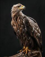 White tailed Eagle bird on the rooted in studio isolated on black background photo
