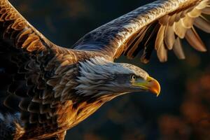White Tailed Eagle bird flying in the forest photo