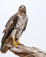 Eagle bird on the rooted in studio isolated on white background photo