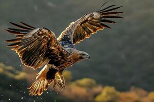 Bonellis Eagle Bird Flying in the forest photo