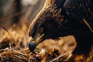 Black Eagle eating on the rooted in the forest photo