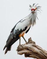 Scretary Bird Eagle bird standing on the rooted in studio isolated on white background photo