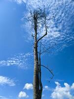beautiful dry tree branches against the background of blue sky and clouds. photo