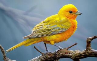 Yellow bird perched gracefully on a branch photo
