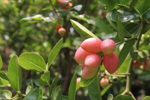 Carissa carandas fruit on tree in farm photo