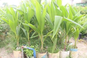 coconut tree seedling on farm photo
