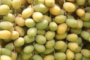 Date palm fruit on tree in farm photo