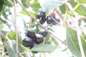 Java plum on tree in farm photo