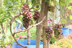Grapes on tree in farm for harvest photo