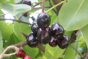 Java plum on tree in farm photo