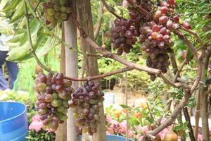 Grapes on tree in farm for harvest photo