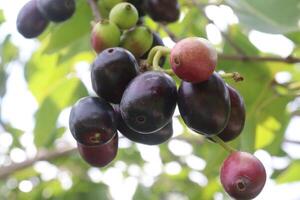 Java plum on tree in farm photo