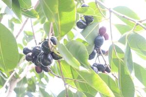 Java plum on tree in farm photo