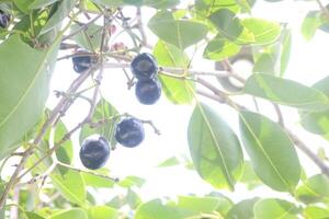 Java plum on tree in farm photo