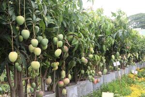 mango on tree in farm for sell photo