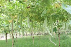 snake gourd on tree in farm photo