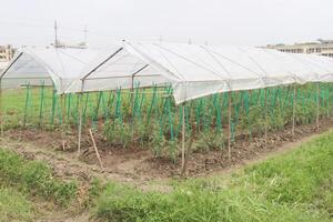 plastic shade with tomato farm photo