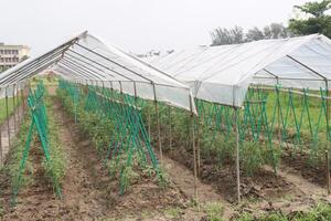 plastic shade with tomato farm photo