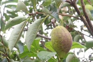 Canistel fruit on tree in farm photo