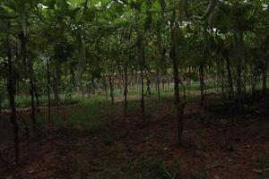 snake gourd on tree in farm photo