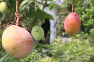 mango on tree in farm photo