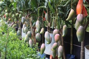 mango on tree in farm photo
