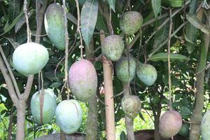 mango on tree in farm for sell photo