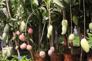 mango on tree in farm photo