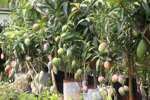 mango on tree in farm photo