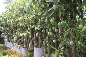 mango on tree in farm for sell photo