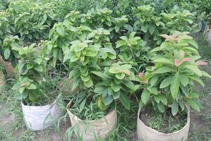 Avocado plant on nursery for sell photo