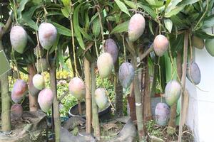 mango on tree in farm for sell photo