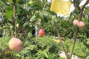 mango on tree in farm photo