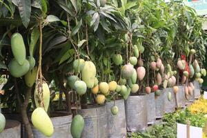 mango on tree in farm for sell photo