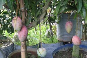 mango on tree in farm for sell photo