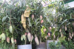 mango on tree in farm photo