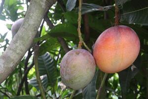 mango on tree in farm for sell photo