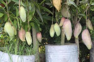 mango on tree in farm photo