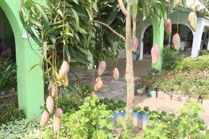 mango on tree in farm for sell photo