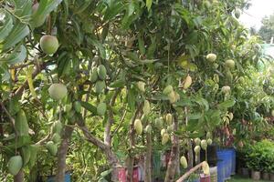 mango on tree in farm for sell photo