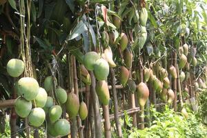 mango on tree in farm for sell photo