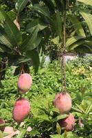 mango on tree in farm photo