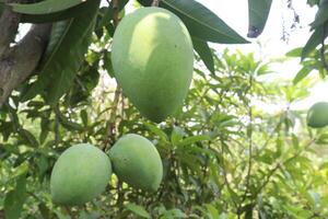 mango on tree in farm for sell photo