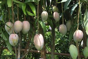 mango on tree in farm for sell photo