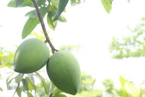 mango on tree in farm for sell photo