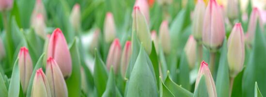 Beautiful red tulips. The beginning of the spring holidays. Background for greeting cards. photo