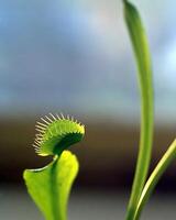 Green plants close view background. Natual plant photo