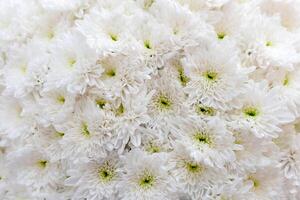Chrysanthemums are flowering plants of the genus Chrysanthemum in the family Asteraceae. They are native to Asia and northeastern Europe. Most species originate photo