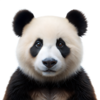 Close-Up of Panda Bear on Transparent Background png